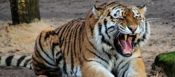 Tigre - Sputnik Brasil