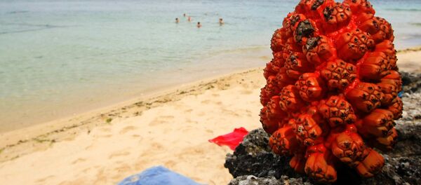 Praia indonésia - Sputnik Brasil