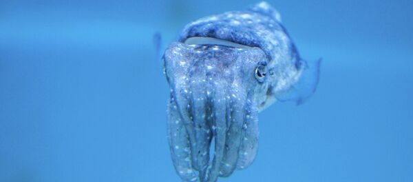 Lula (imagem referencial) - Sputnik Brasil