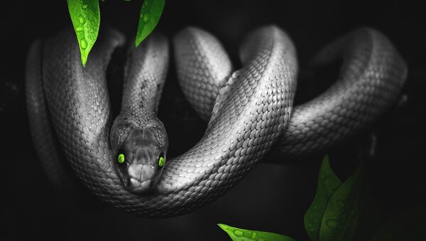Serpente com olhos verdes (imagem ilustrativa) - Sputnik Brasil