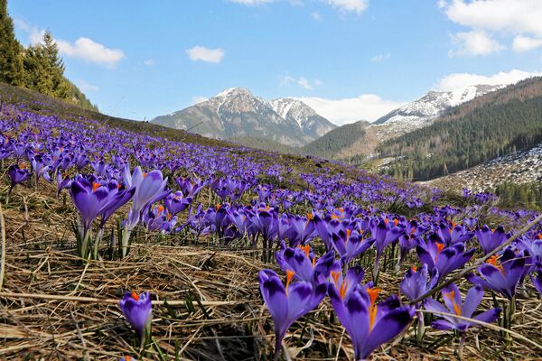 Crocus em flor, símbolo da primavera, são vistos na Polónia - Sputnik Brasil