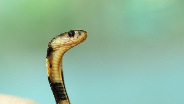 Uma serpente, imagem referencial  - Sputnik Brasil