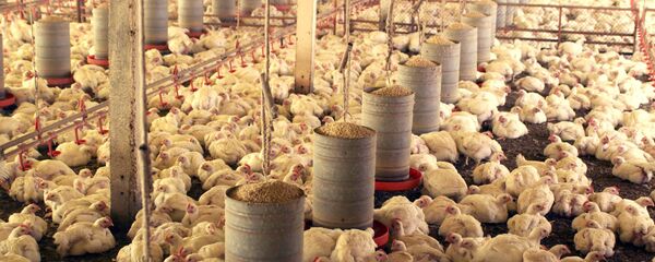Proibição de importação de frango brasileiro pela UE deve causar 30 mil demissões no setor Proibição de importação de frango brasileiro pela UE deve causar 30 mil demissões no setor - Sputnik Brasil