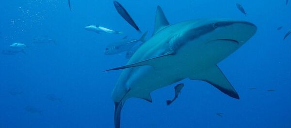 Tubarão (imagem referencial) - Sputnik Brasil