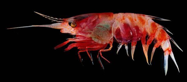 Camarão Oplophorus gracilirostris que regurgita uma nuvem bioluminescente para confundir os predadores, encontrado a 600 metros de profundidade - Sputnik Brasil