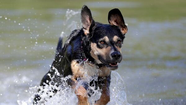 Cachorro pulando em um lago no parque Prater, Viena, Áustria, 20 de abril de 2018 (imagem referencial) - Sputnik Brasil