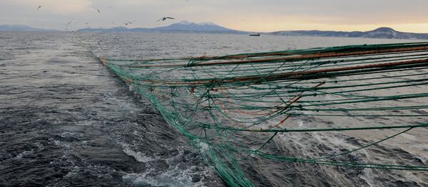 Rede de pesca na ilha russa de Kunashir (foto de arquivo) - Sputnik Brasil