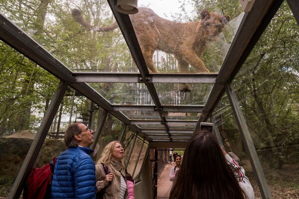 Visitantes em um túnel transparente olham para um leão no território de um jardim safari, em Paris - Sputnik Brasil