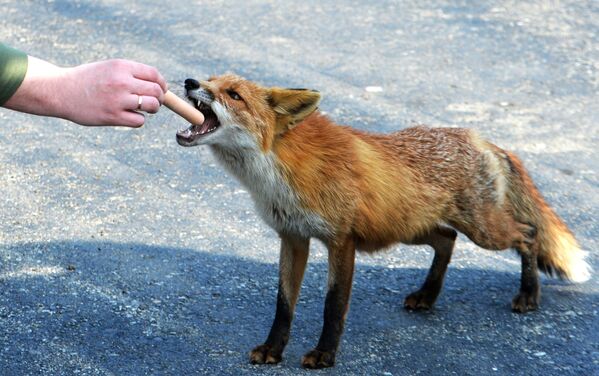 Transeunte dá comida à raposa que vive perto do Oceanário na ilha Russky, no Extremo Oriente da Rússia - Sputnik Brasil