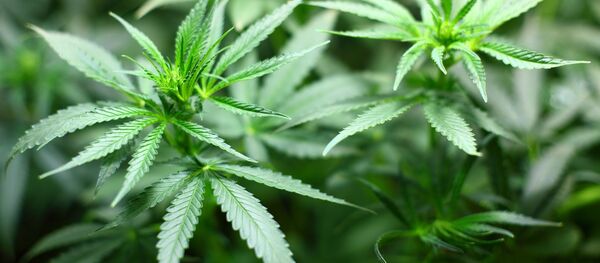 Cannabis - Sputnik Brasil