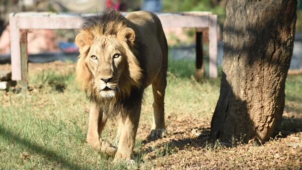 Leão asiático Amber passeia no recinto do Zoológico de Kamla Nehru em Ahmedabad, Índia, 10 de março de 2018 - Sputnik Brasil