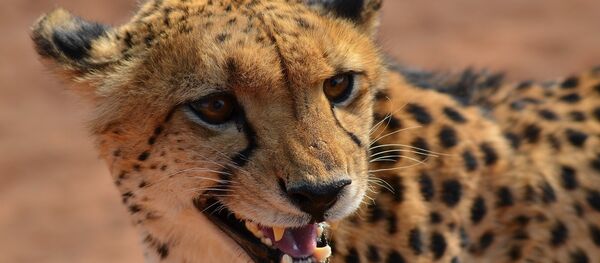 Guepardo (imagem ilustrativa) Guepardo (imagem ilustrativa) - Sputnik Brasil