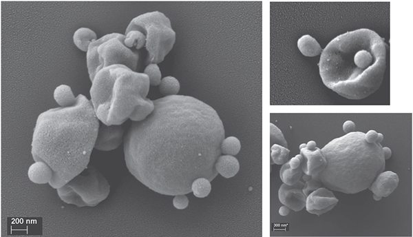 A Archaea Nanopusillus acidilobi vive em águas quentes do parque Yellowstone, EUA - Sputnik Brasil