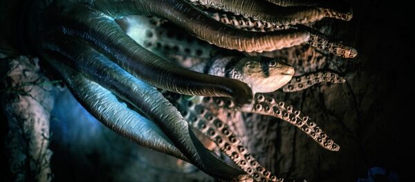 Polvo e peixe em águas profundas (imagem referencial) - Sputnik Brasil