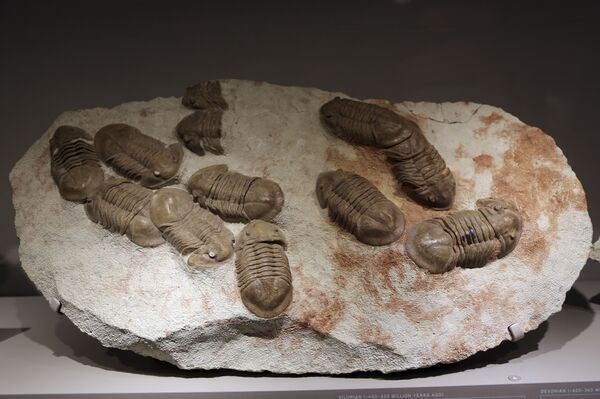 Fósseis de trilobitas na exposição do Museu Americano de História Natural, Nova York Fósseis de trilobitas na exposição do Museu Americano de História Natural, Nova York - Sputnik Brasil