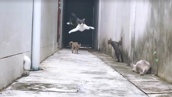 Gato 'ninja' dá lição a seus inimigos - Sputnik Brasil