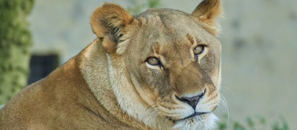 Leoa (imagem referencial) - Sputnik Brasil