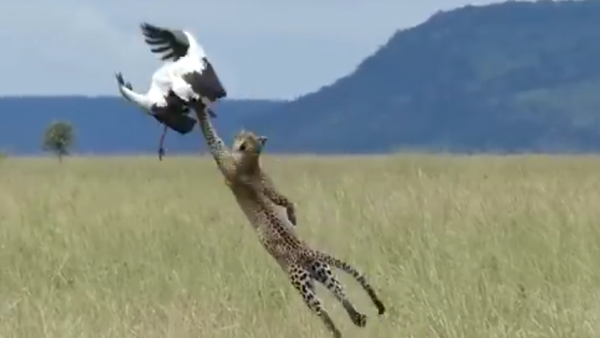 Leopardo ataca ave - Sputnik Brasil