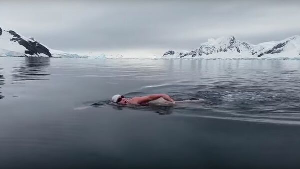 Nadadora ignora temperatura congelante e resolve dar um mergulho nas águas da Antártica - Sputnik Brasil