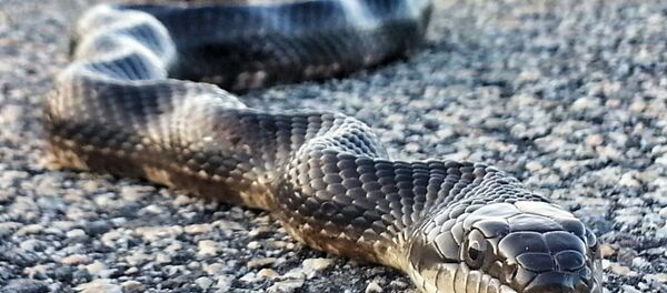 Cobra na estrada (imagem referencial) - Sputnik Brasil