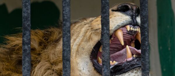 Jaula com leão Jaula com leão - Sputnik Brasil