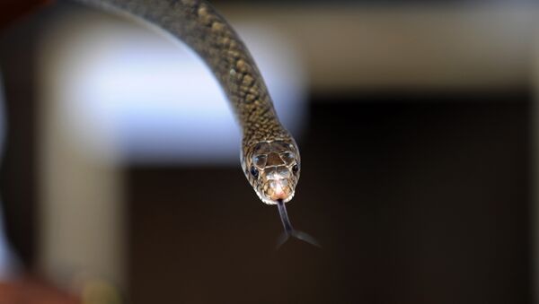 Indiano segura uma cobra durante uma campanha de esclarecimento em Siliguri, Índia, 2 de setembro de 2012 - Sputnik Brasil