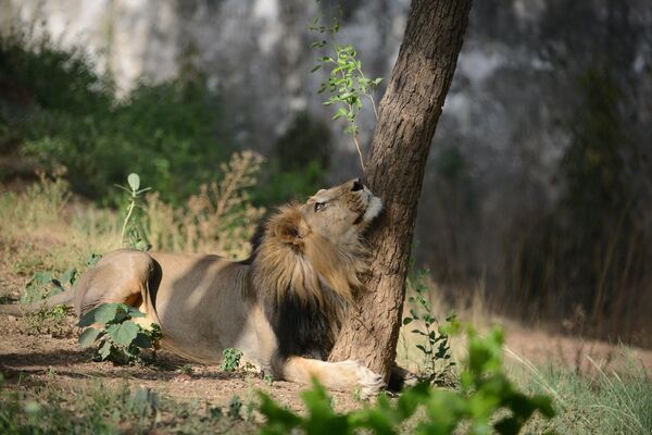 Leão asiático na sombra de uma árvore em um dia de calor no zoológico de Kamla Nehru, na Índia - Sputnik Brasil