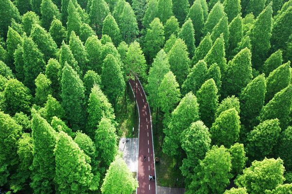 Vista aérea do parque Yellow Sea National Forest Park, na China - Sputnik Brasil