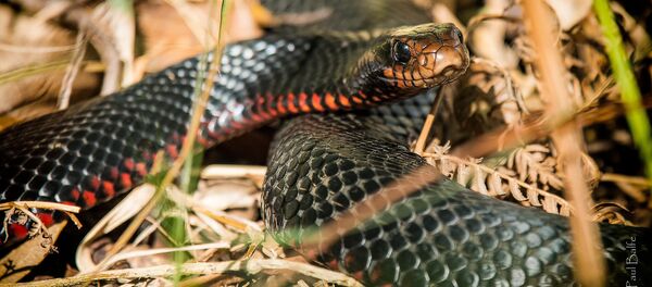 Cobra negra de barriga vermelha (imagem referencial) - Sputnik Brasil