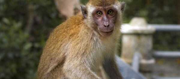 Macaco - Sputnik Brasil