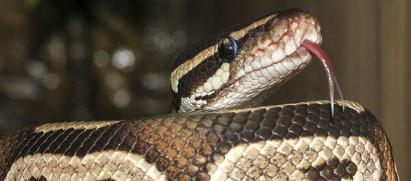 Píton (imagem de arquivo) - Sputnik Brasil