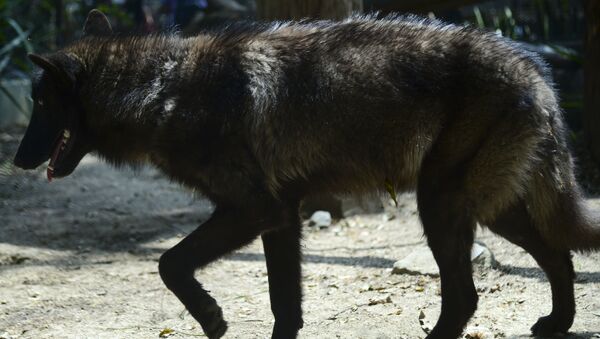 Lobo cinzento, chamado de Amarok, fotografado no zoológico de Medelim, na Colômbia, 3 de fevereiro de 2016 (imagem referencial) - Sputnik Brasil