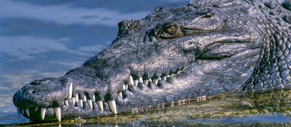 Jacaré - Sputnik Brasil