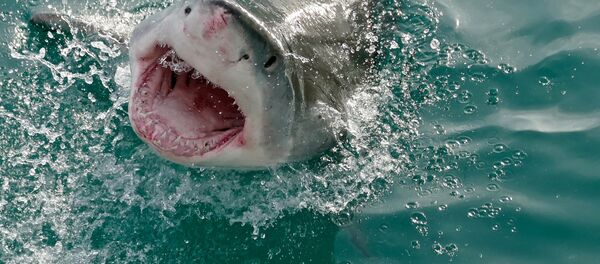 Grande tubarão branco - Sputnik Brasil