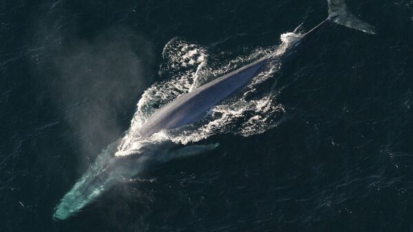 Baleia azul, o maior mamífero no mundo (imagem referencial) - Sputnik Brasil