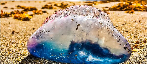 Caravela-portuguesa aparece no litoral - Sputnik Brasil