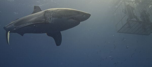 Tubarão-branco no mar Tubarão-branco no mar - Sputnik Brasil