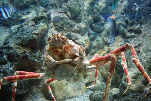 Caranguejo-gigante-japonês no oceanário - Sputnik Brasil