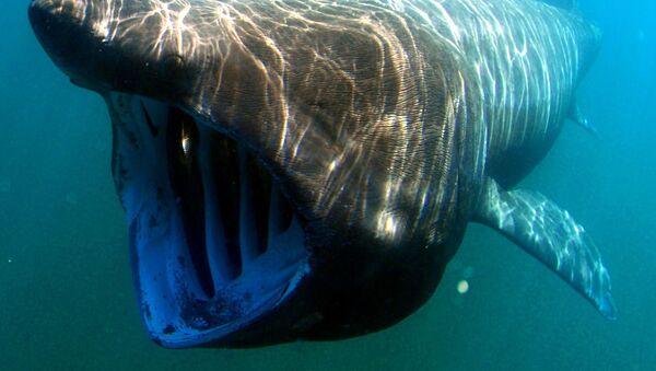 Tubarão-elefante no mar - Sputnik Brasil