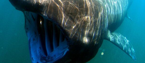 Tubarão-elefante no mar - Sputnik Brasil