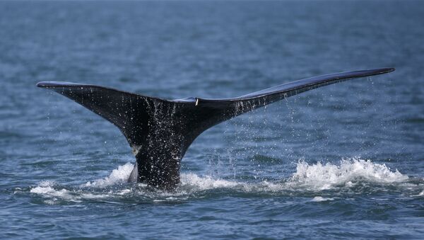 Cauda de uma baleia (foto de arquivo) - Sputnik Brasil