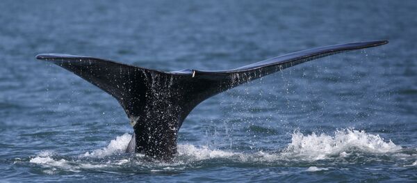 Cauda de uma baleia - Sputnik Brasil