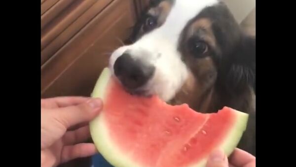Cachorro come melancia com vontade - Sputnik Brasil