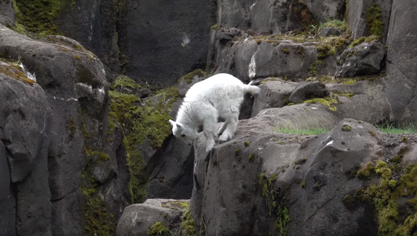 Filhote de cabra-das-rochosas no Zoológico de Oregon, em Portland - Sputnik Brasil