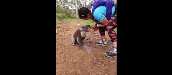 Coala pede água para corredores na Austrália - Sputnik Brasil