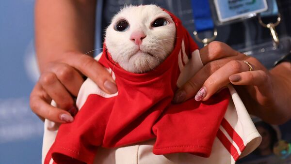 Gato Aquiles é vestido com uma camiseta da seleção da Rússia durante evento em São Petersburgo. Ele foi escolhido como o animal vidente da Copa do Mundo e tentará prever os resultados das partidas. - Sputnik Brasil