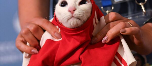Gato Aquiles é vestido com uma camiseta da seleção da Rússia durante evento em São Petersburgo. Ele foi escolhido como o animal vidente da Copa do Mundo e tentará prever os resultados das partidas. Gato Aquiles é vestido com uma camiseta da seleção da Rússia durante evento em São Petersburgo. Ele foi escolhido como o animal vidente da Copa do Mundo e tentará prever os resultados das partidas. - Sputnik Brasil