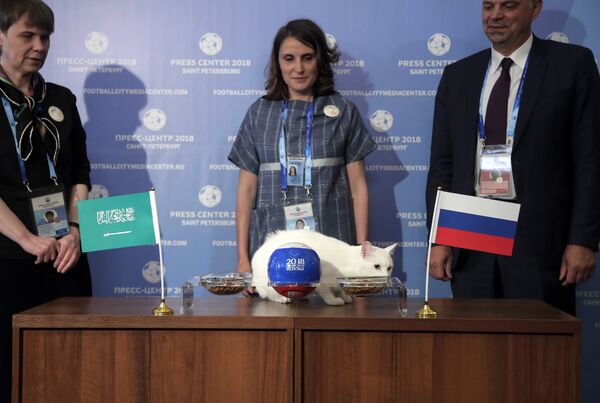 Gato Aquiles, o 'animal vidente' da Copa do Mundo, prevê a a vitória da Rússia na estreia do torneio. O evento para sua previsão foi realizado na cidade de São Petersburgo. - Sputnik Brasil
