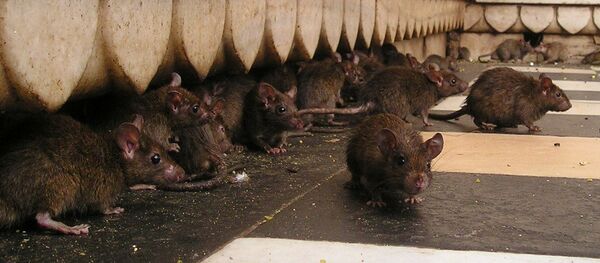 Ratos - Sputnik Brasil