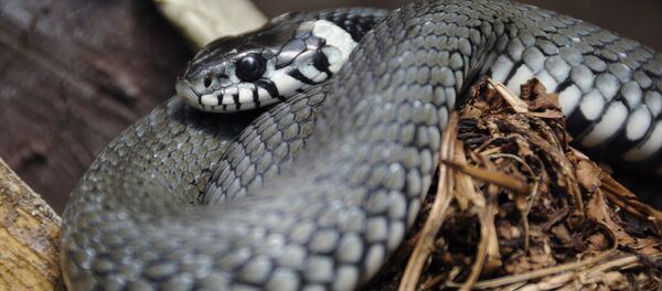 Cobra-de-água-de-colar (imagem referencial) - Sputnik Brasil